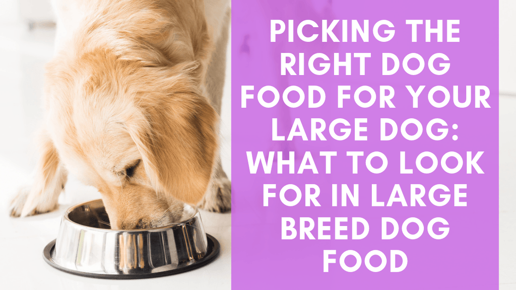 Picking the Right Dog Food for your Large Dog What to Look for in Lar