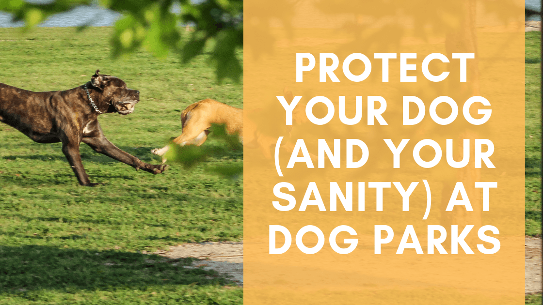 Protect your Dog (and your Sanity) at Dog Parks - Monster K9 Dog Toys