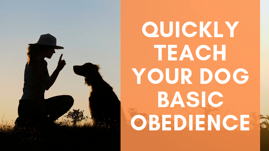 Quickly Teach your Dog Basic Obedience - Monster K9 Dog Toys