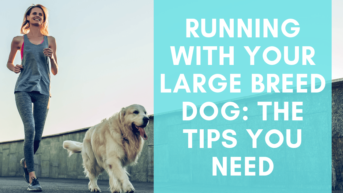 Running With Your Large Breed Dog: The Tips You Need - Monster K9 Dog Toys