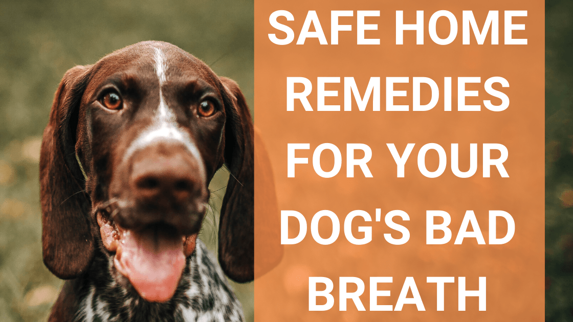 Safe Home Remedies for Your Dog’s Bad Breath - Monster K9 Dog Toys