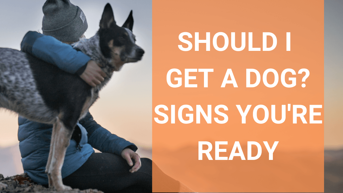 Should I Get A Dog? Signs You’re Ready and Questions to Ask Yourself - Monster K9 Dog Toys