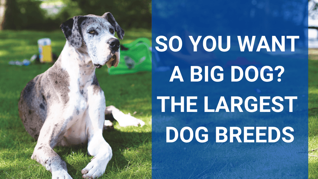 So You Want a BIG Dog The Largest Dog Breeds