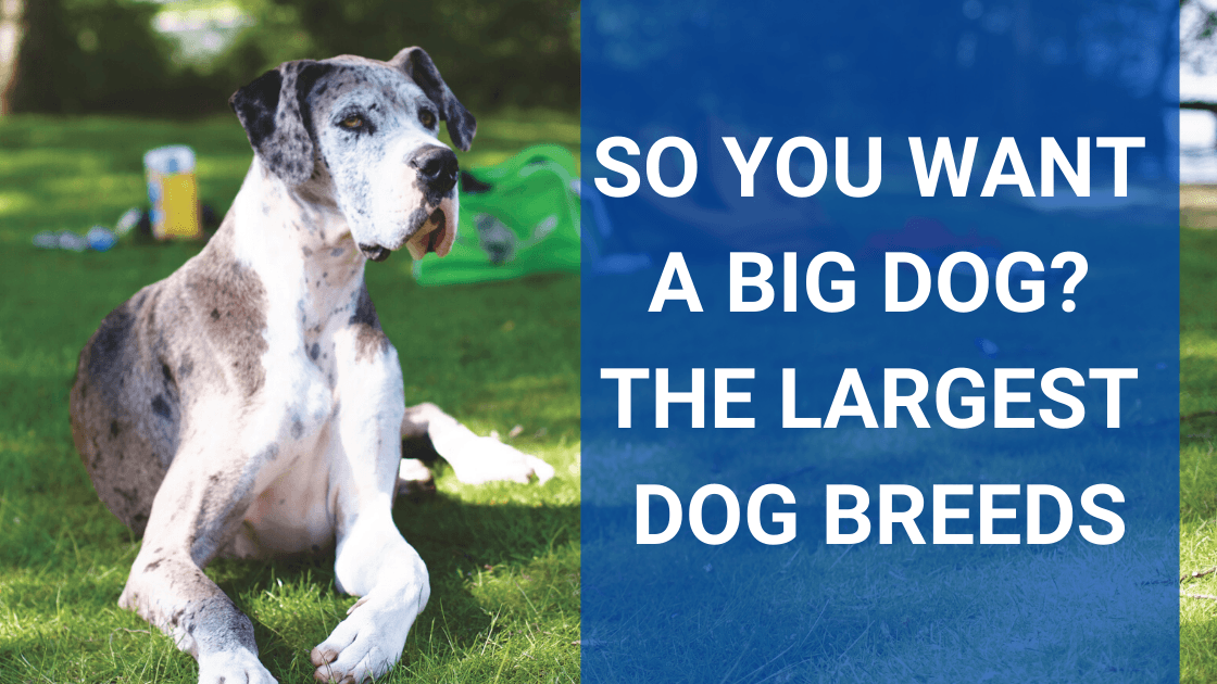 So You Want a BIG Dog? The Largest Dog Breeds - Monster K9 Dog Toys