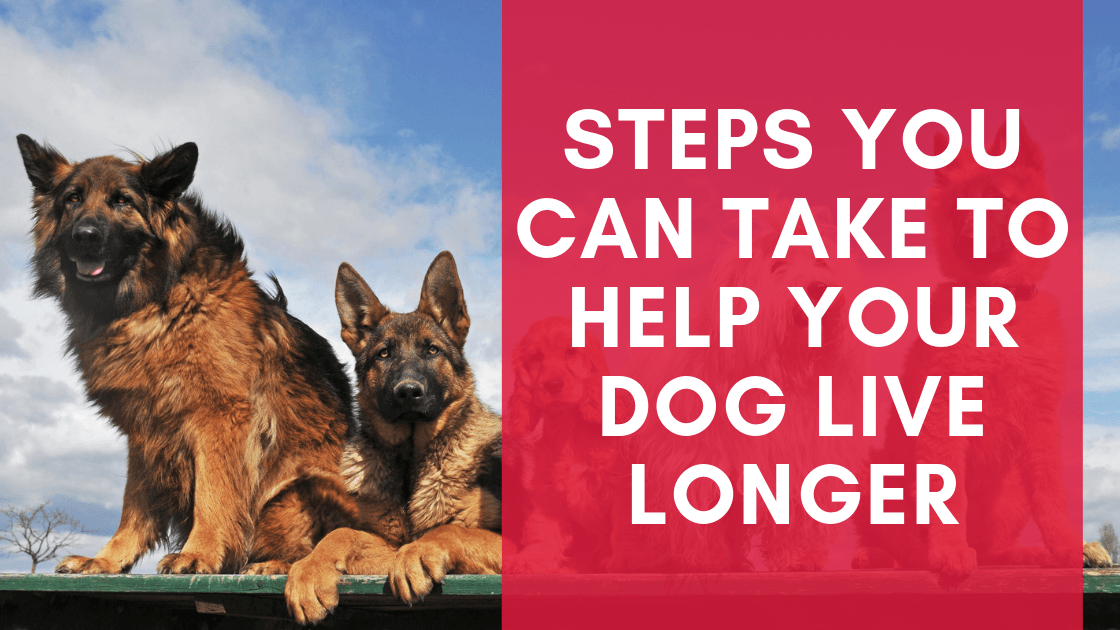 Steps You can Take to Help your Dog Live Longer - Monster K9 Dog Toys