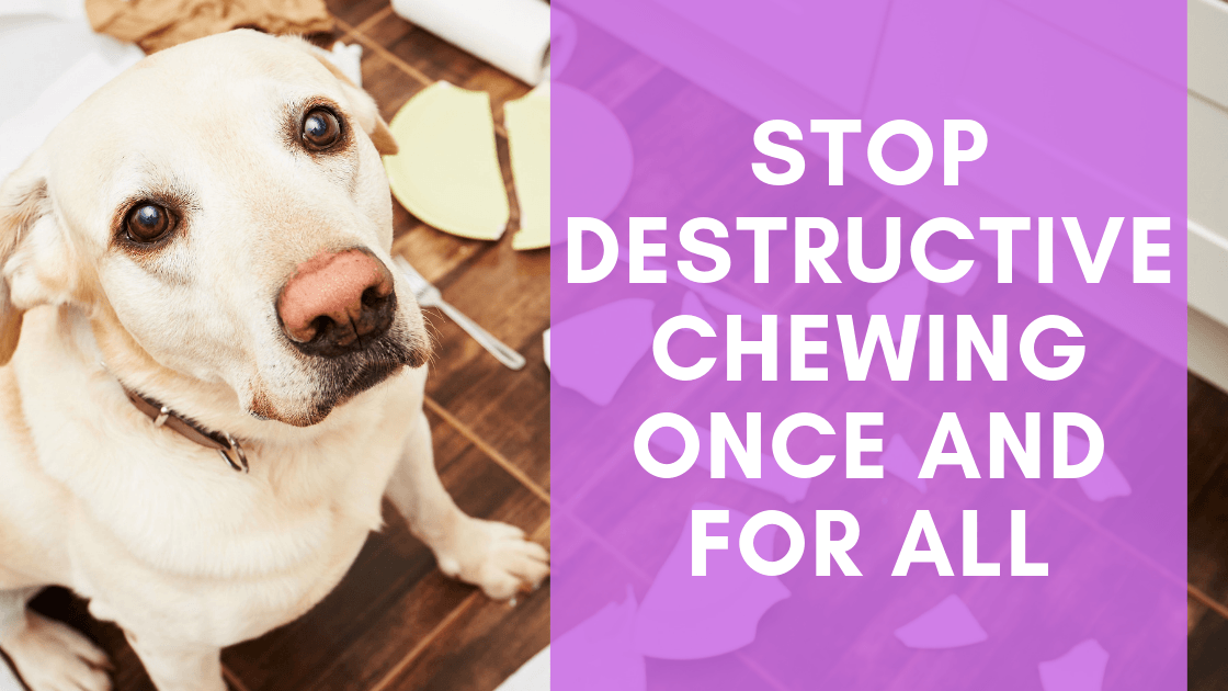 Stop Destructive Chewing Once and for All - Monster K9 Dog Toys