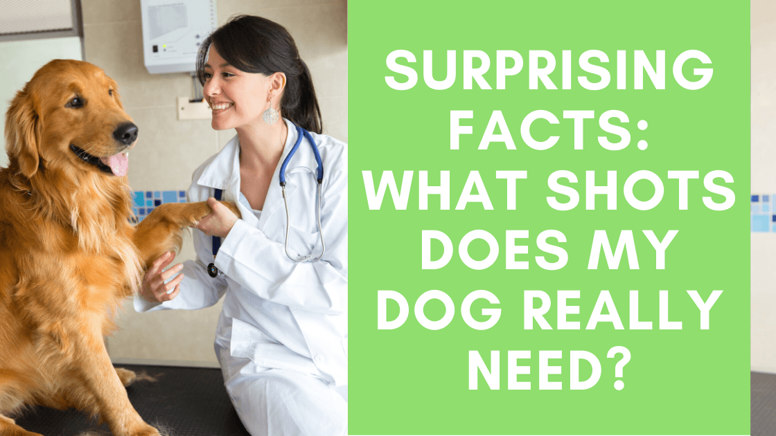 Surprising Facts: What Shots Does My Dog Really Need? - Monster K9 Dog Toys