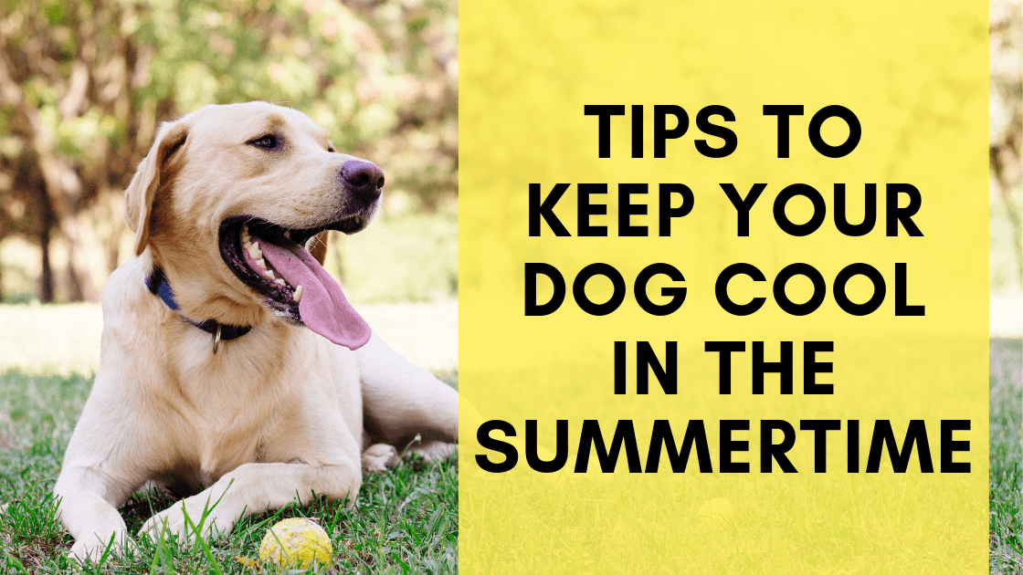 Tips to Keep Your Dog Cool in the Summertime - Monster K9 Dog Toys
