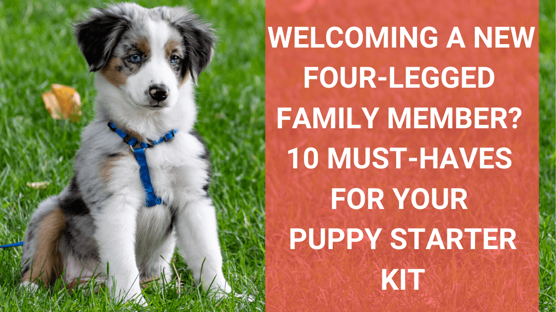 Welcoming A New Four-Legged Family Member? 10 Must-Haves for Your Puppy Starter Kit - Monster K9 Dog Toys