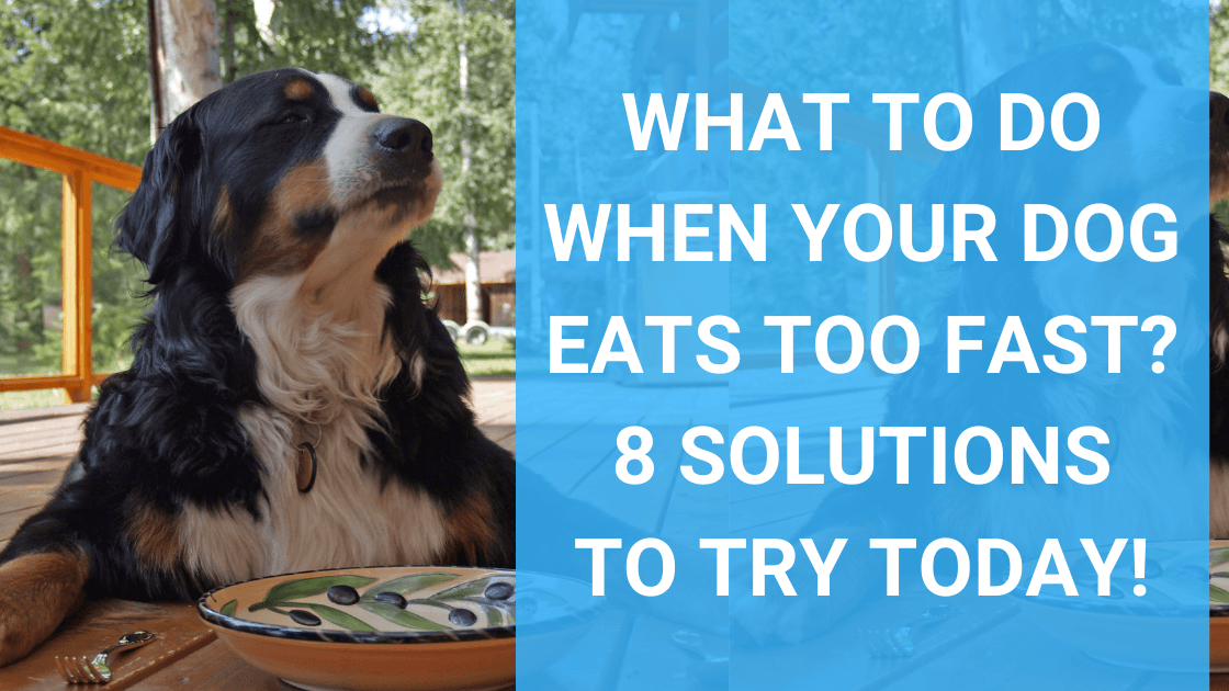 What to Do When Your Dog Eats Too Fast? 8 Solutions You Can Try Today - Monster K9 Dog Toys
