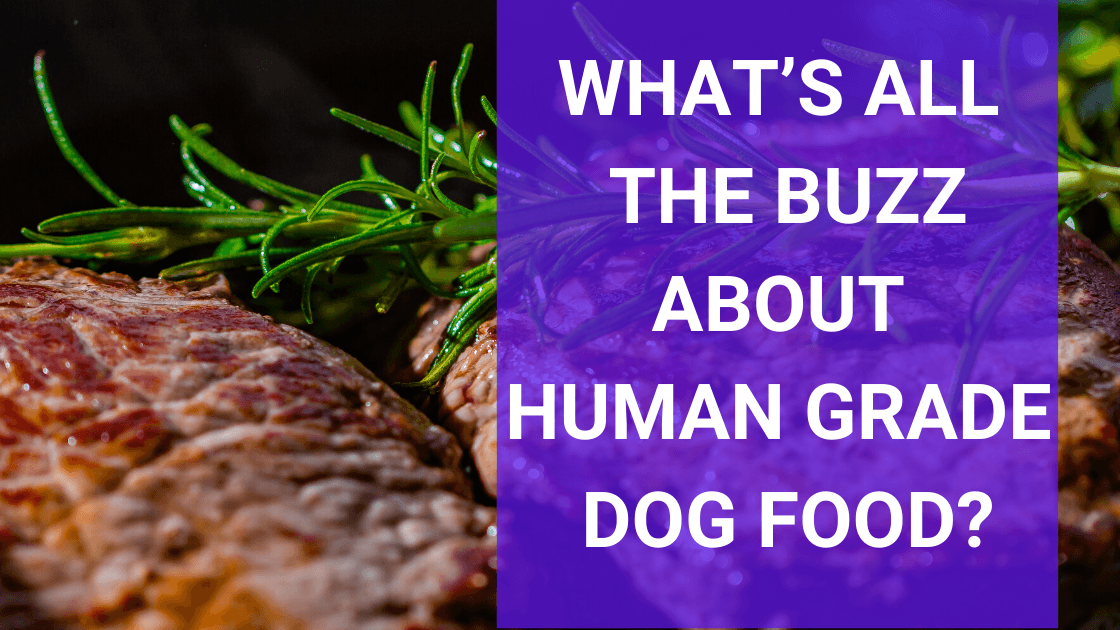 What’s All the Buzz About Human Grade Dog Food? - Monster K9 Dog Toys