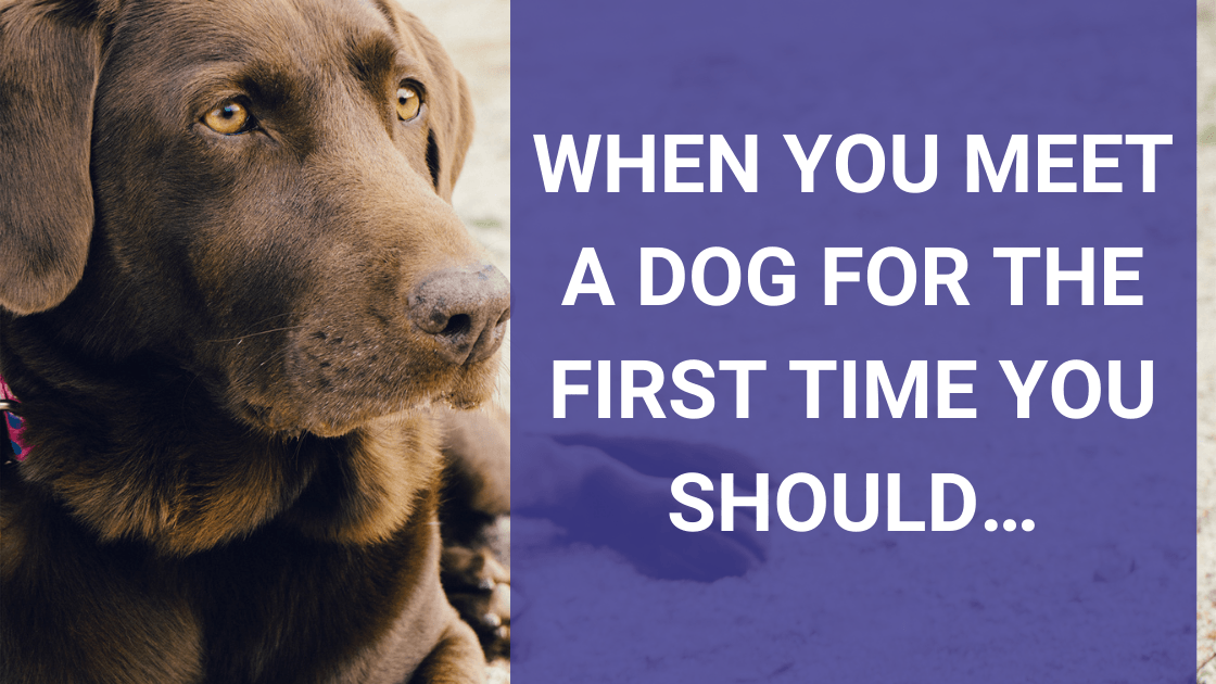 When You Meet a Dog for the First Time You Should… - Monster K9 Dog Toys