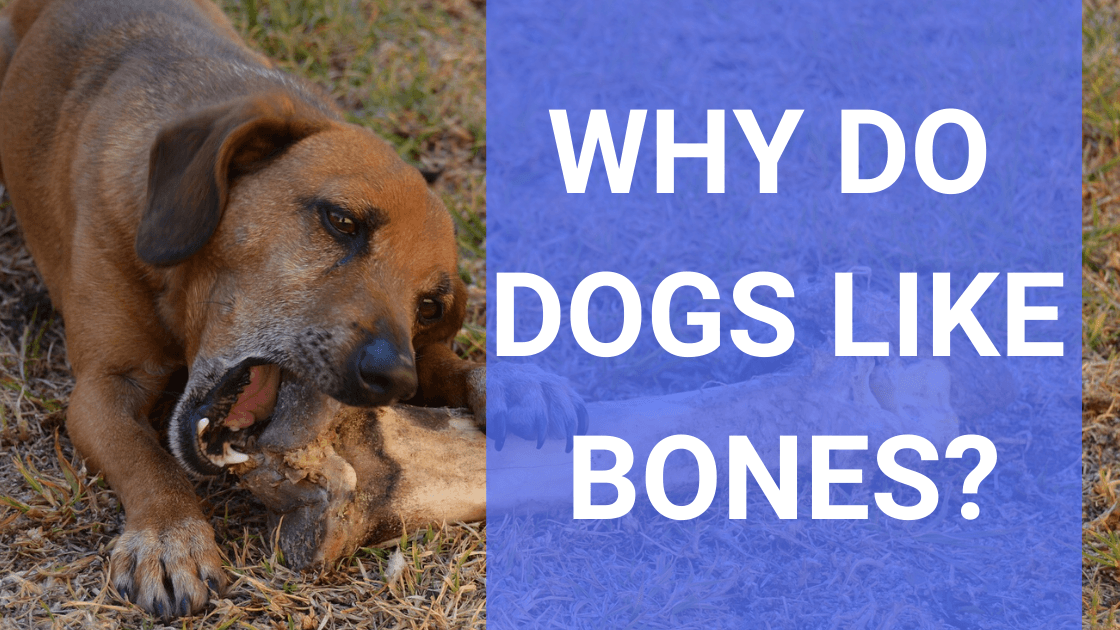 Why Do Dogs Like Bones? - Monster K9 Dog Toys