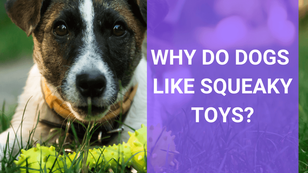 Why Do Dogs Play With Toys: Surprising Reasons You Must Know
