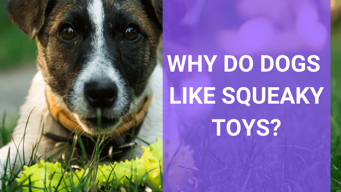 Why Do Dogs Like Squeaky Toys?