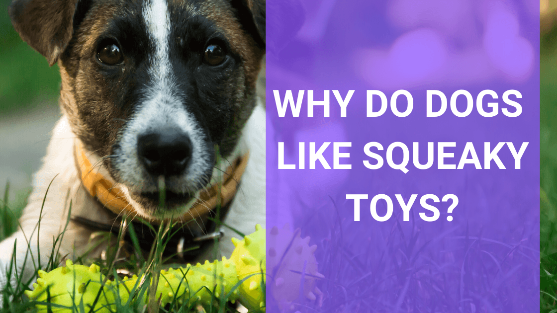 Why Do Dogs Like Squeaky Toys? - Monster K9 Dog Toys