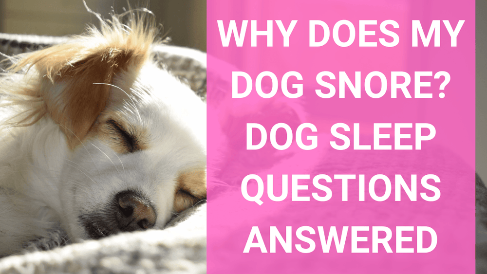 Why Does My Dog Snore? Dog Sleep Questions Answered
