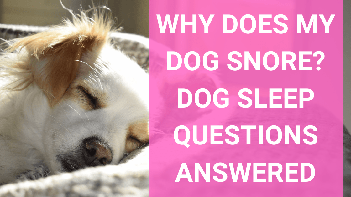 Why Does My Dog Snore? Dog Sleep Questions Answered - Monster K9 Dog Toys
