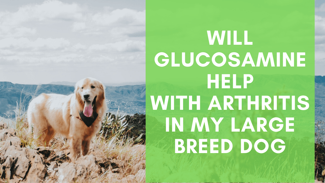 Will Glucosamine Help With Arthritis in my Large Breed Dog? - Monster K9 Dog Toys