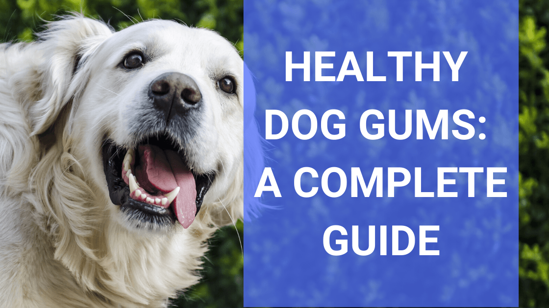Your Complete Guide to Healthy Dog Gums - Monster K9 Dog Toys