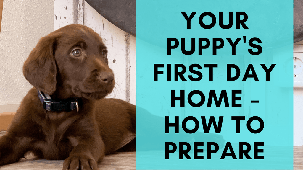 https://www.monsterk9.com/cdn/shop/articles/your-puppys-first-day-home-how-you-should-prepare-674340.png?v=1664847170&width=1024