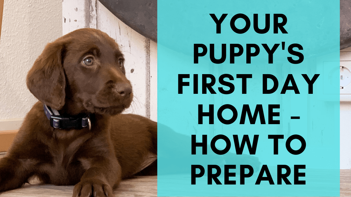 Your Puppy's First Day Home - How You Should Prepare - Monster K9 Dog Toys