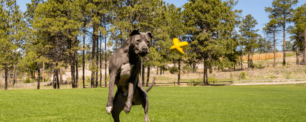 WoofBite - Monster K9 Dog Toys
