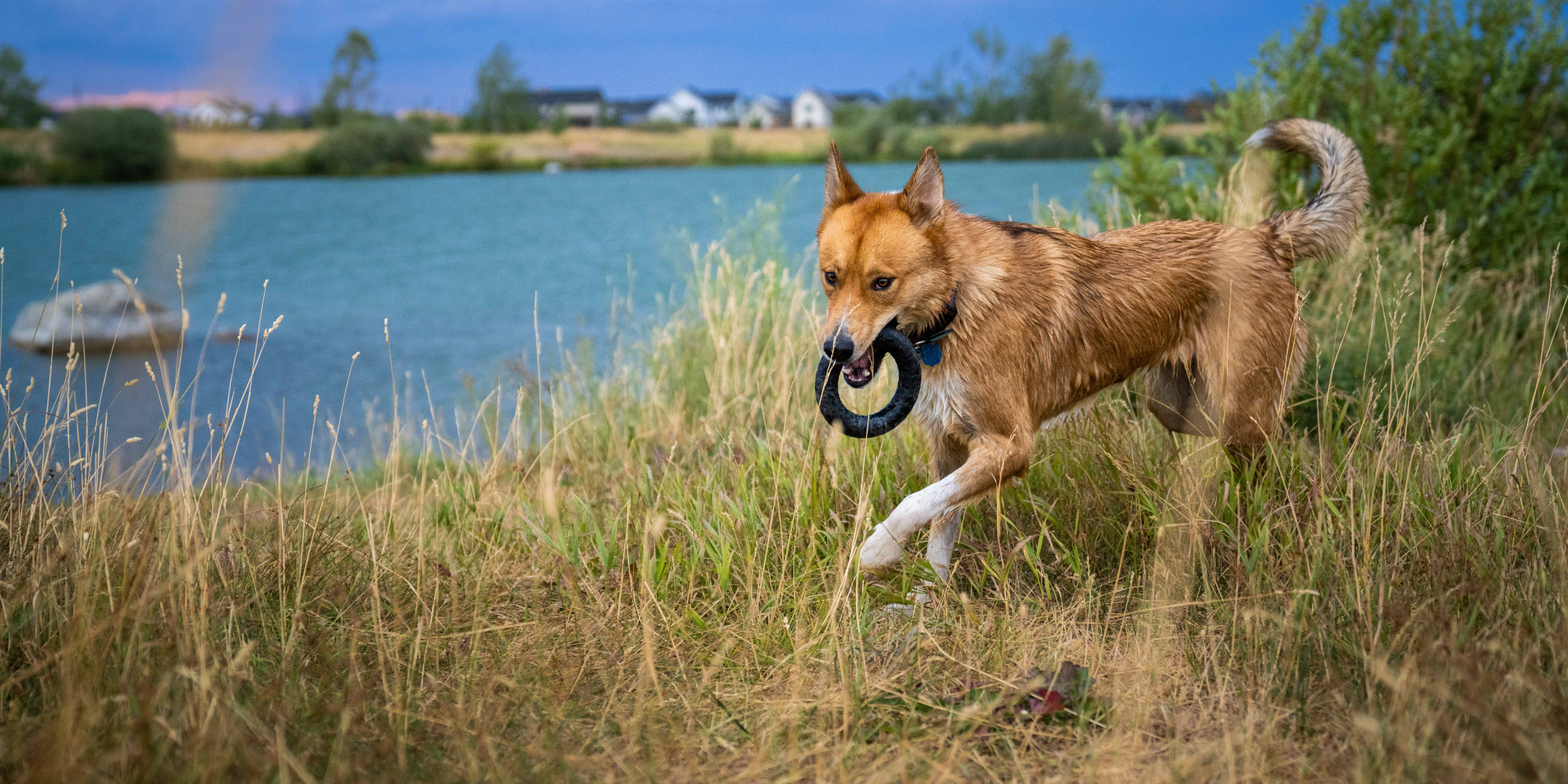 Interactive Dog Toys for Aggressive Chewers: Unleash their Inner Beast!