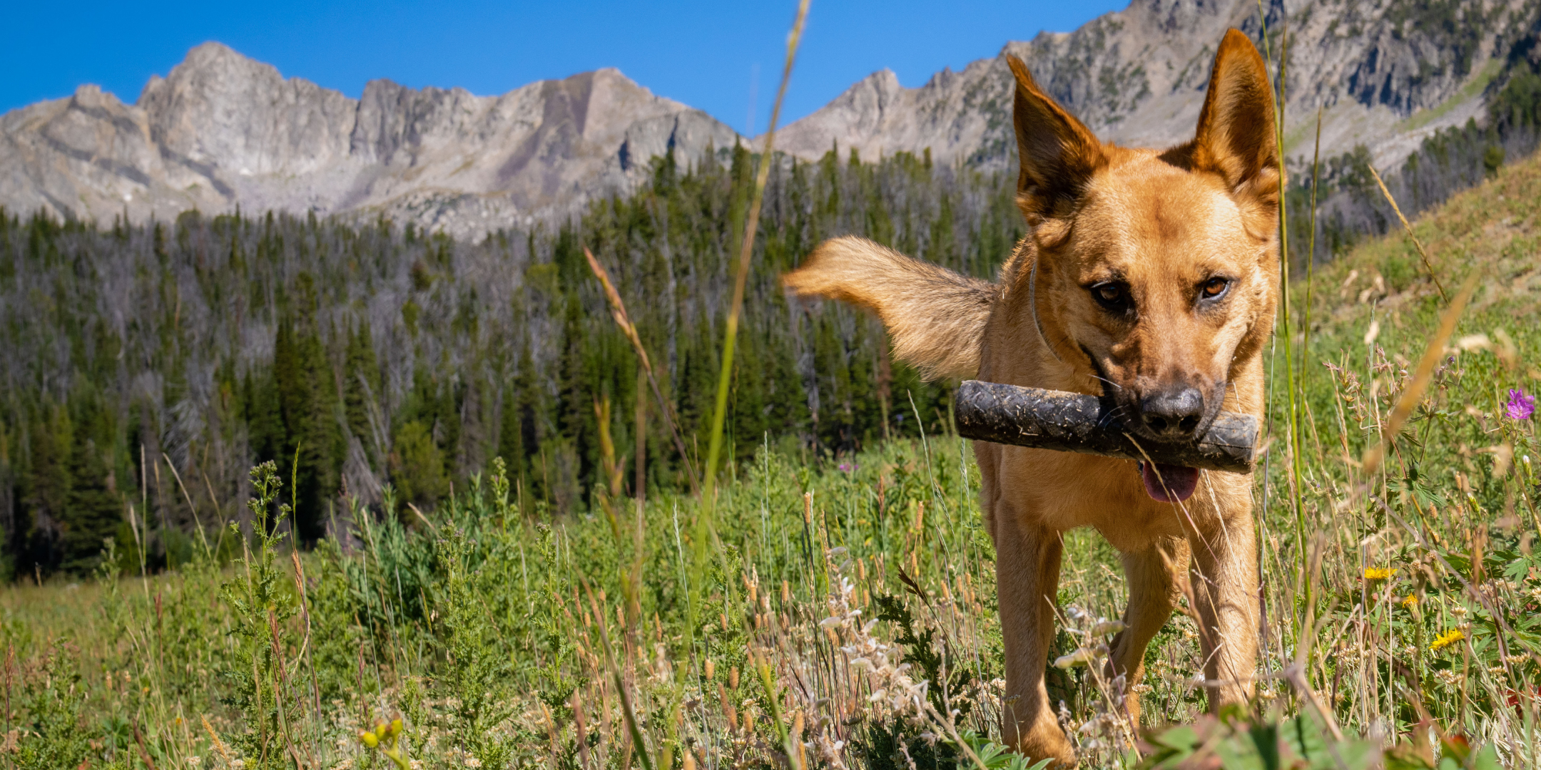 Monster K9 Dog Toys For Aggressive